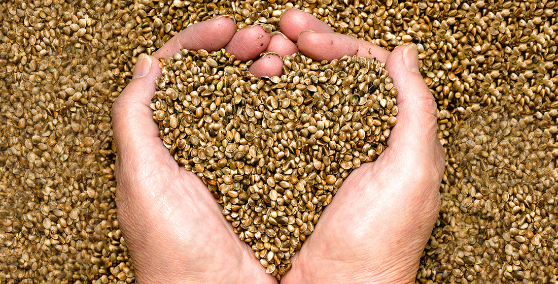 hemp seed oil